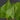 Homalomena rubescens