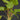 Homalomena rubescens