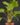 Homalomena rubescens