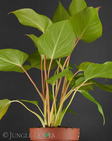 Homalomena rubescens