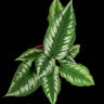 Homalomena sp. Riau (Sumatra)