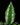 Homalomena sp. Riau (Sumatra)