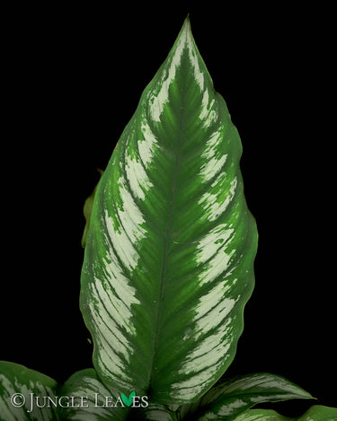 Homalomena sp. Riau (Sumatra)