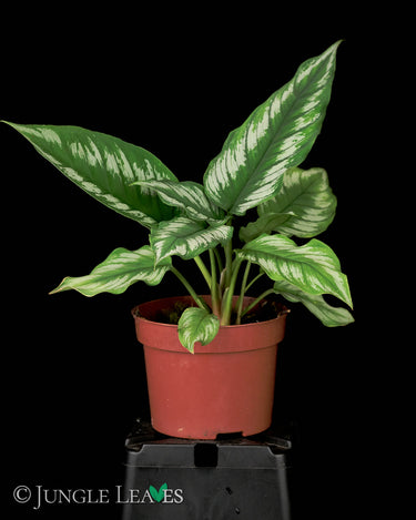 Homalomena sp. Riau (Sumatra)