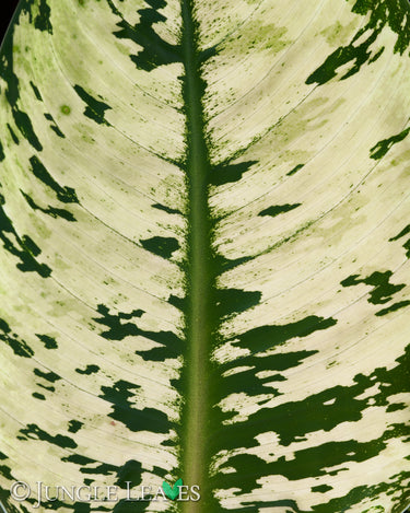Homalomena wallisii