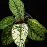 Homalomena wallisii