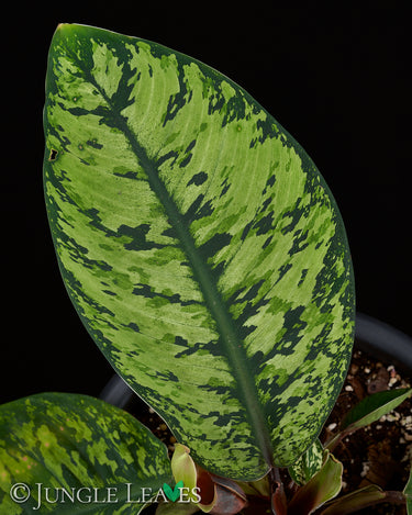 Homalomena wallisii