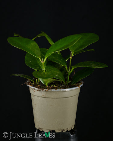 Hoya australis