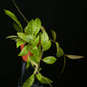 Hoya calistophylla