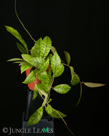 Hoya calistophylla