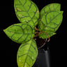 Hoya callistophylla