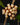 Hoya callistophylla