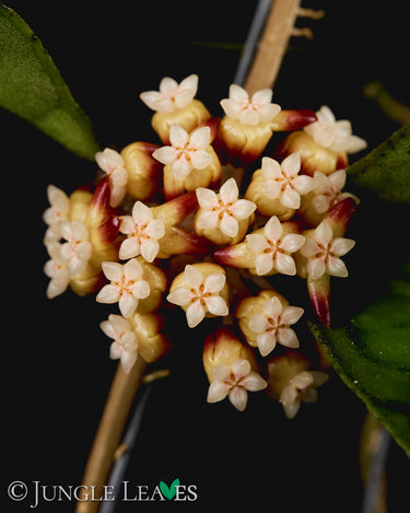 Hoya callistophylla