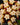 Hoya callistophylla