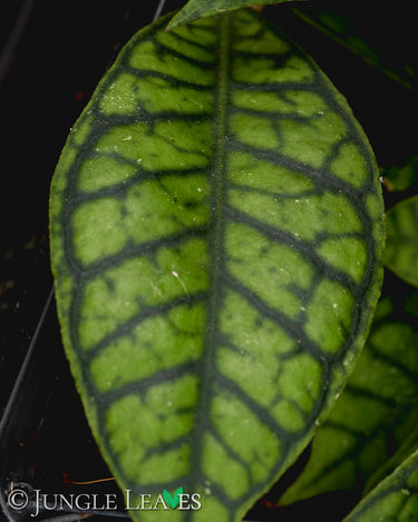 Hoya callistophylla