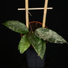 Hoya caudata