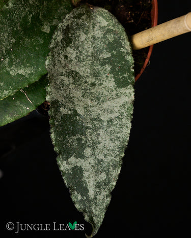 Hoya caudata