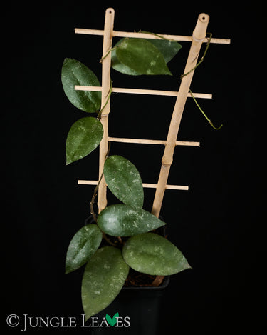 Hoya caudata (Sumatra)
