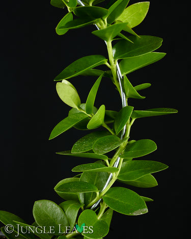Hoya cumingiana