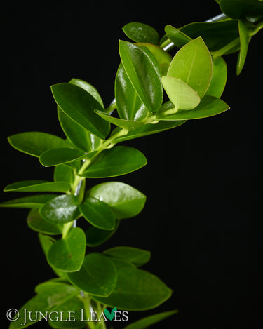 Hoya cumingiana