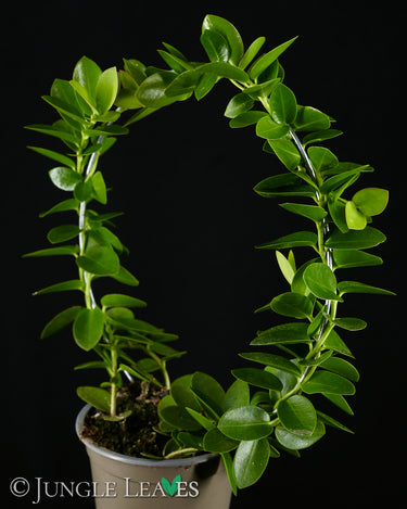 Hoya cumingiana