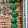 Hoya imbricata