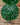 Hoya imbricata