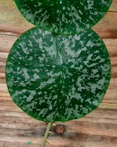 Hoya imbricata