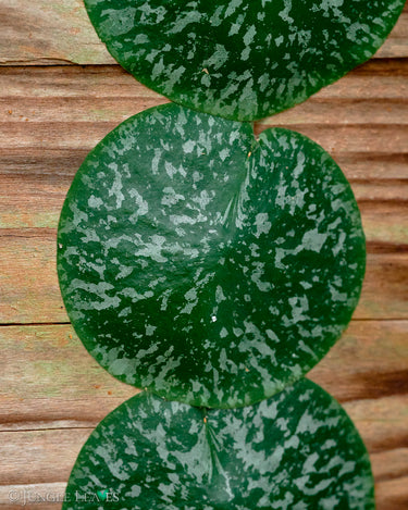 Hoya imbricata
