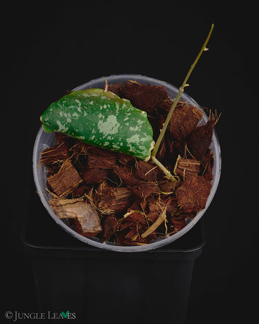 Hoya imbricata