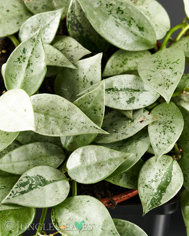 Hoya krohniana 'Eskimo'