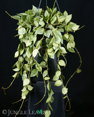 Hoya krohniana 'Eskimo' Ampel