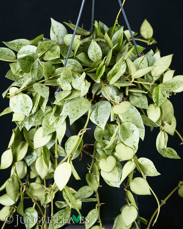 Hoya krohniana 'Eskimo' Ampel
