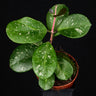 Hoya obovata 'Splash'