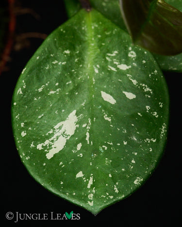 Hoya obovata 'Splash'