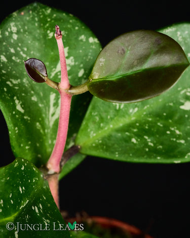 Hoya obovata 'Splash'