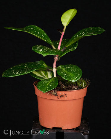 Hoya obovata 'Splash'