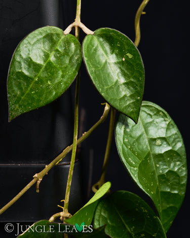 Hoya parasitica 'Black Margin'