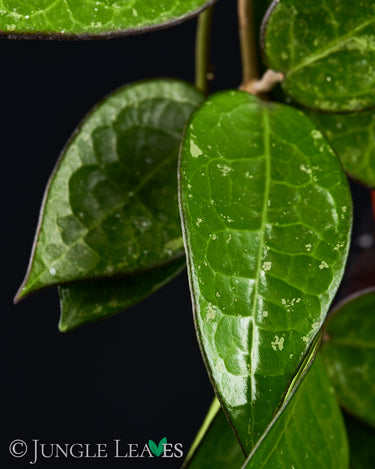 Hoya parasitica 'Black Margin'