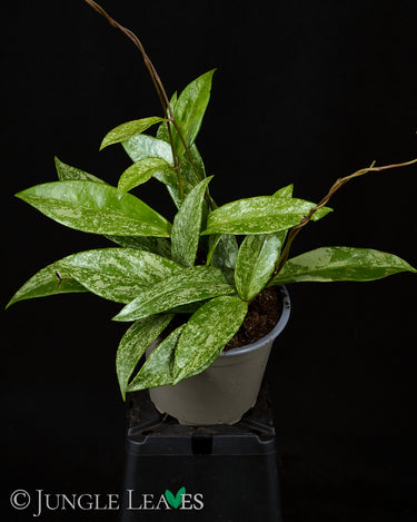Hoya pubicalyx 'Silver Splash'