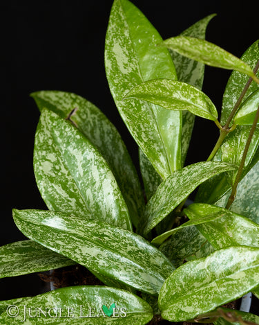 Hoya pubicalyx 'Silver Splash'