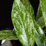 Hoya pubicalyx 'Silver Splash'