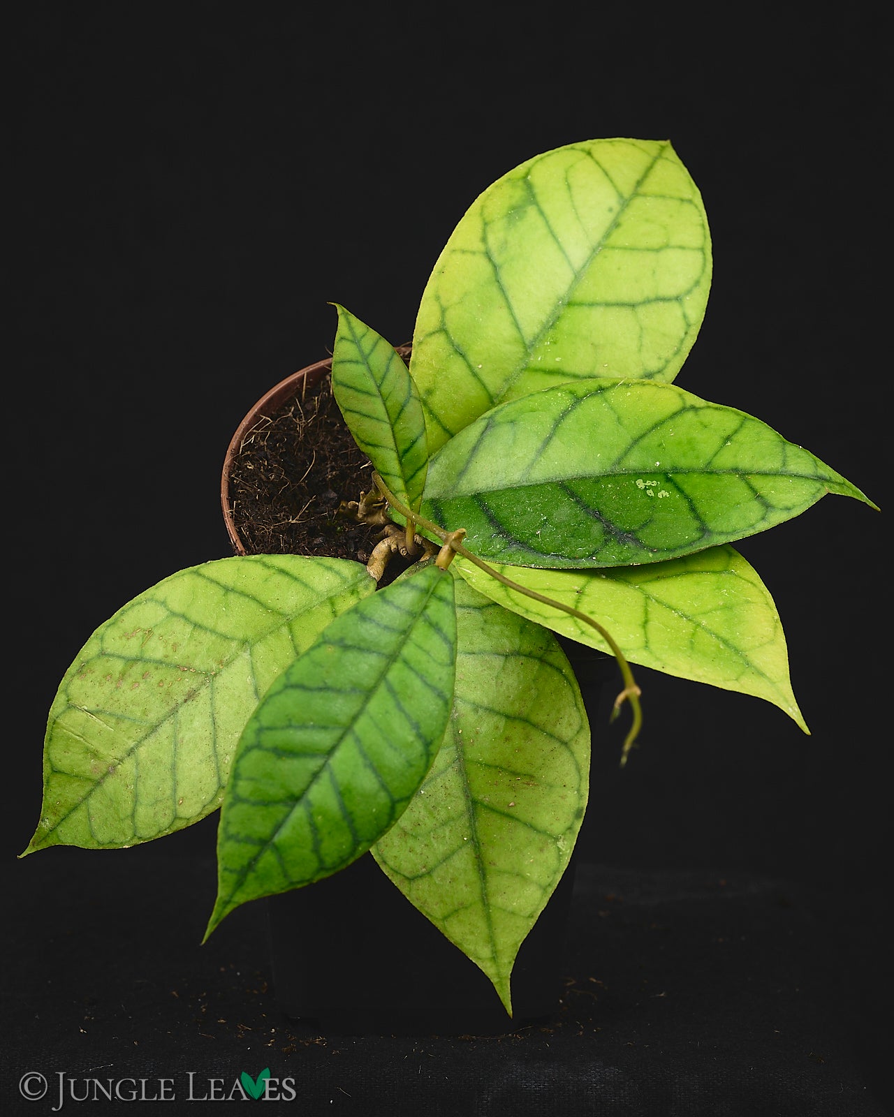 Hoya callistophylla €9.99 to €24.99 - Jungle Leaves