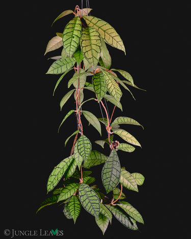 Hoya callistophylla