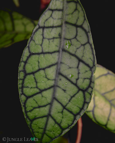 Hoya callistophylla