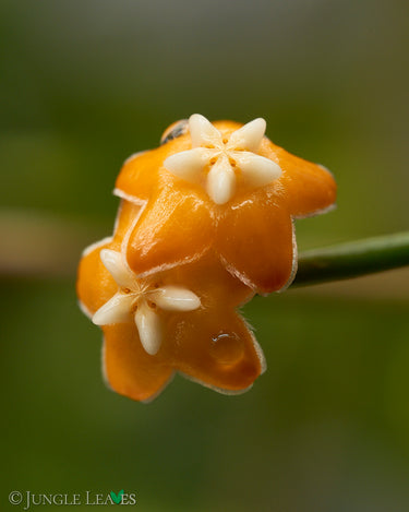 Hoya spartioides