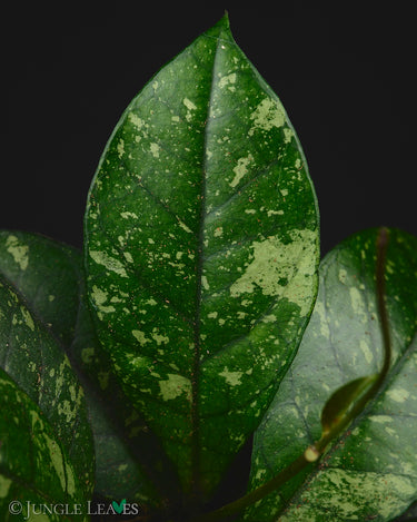 Hoya crassipetiolata 'Splash'