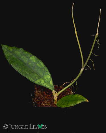 Hoya finlaysonii 'Long Leaf'
