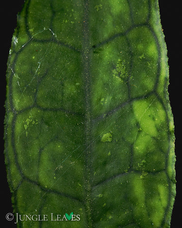 Hoya finlaysonii 'Long Leaf'