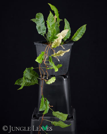 Humata (Davallia) heterophylla